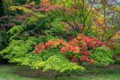 Westonbirt Arboretum. Japanese Maple, Acer