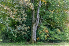 Westonbirt Arboretum
