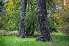 Westonbirt Arboretum