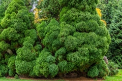 Lawson Cypress, Westonbirt Arboretum