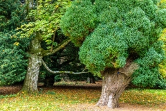 Lawson Cypress, Westonbirt Arboretum