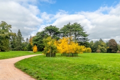 Westonbirt-Arboretum-32