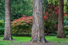 Douglas Fir