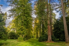 Lime Avenue, Westonbirt Arboretum