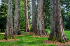 Westonbirt Arboretum, giant sequoia