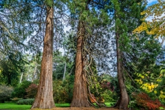 Westonbirt Arboretum, Old Arboretum