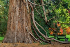 Westonbirt Arboretum, Old Arboretum