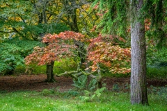 Westonbirt Arboretum. Japanese Maple, Acer