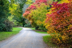 Westonbirt Arboretum Maple Loop