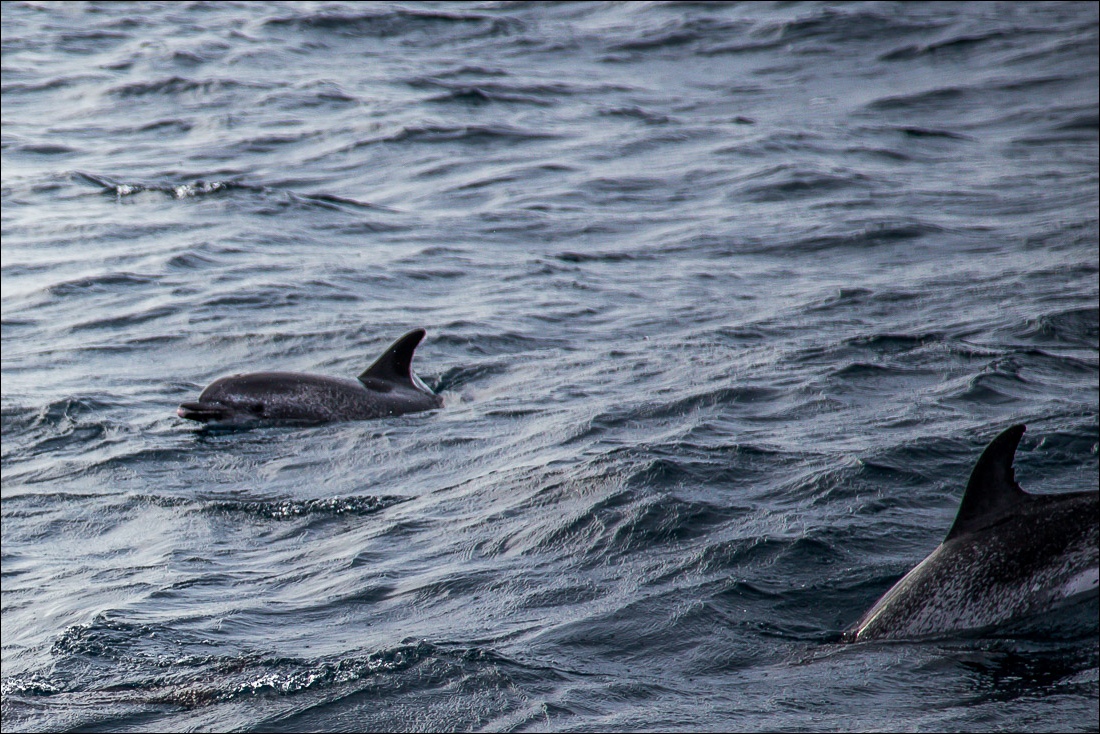 Atlantic Spotted Dolphin, La Gomera