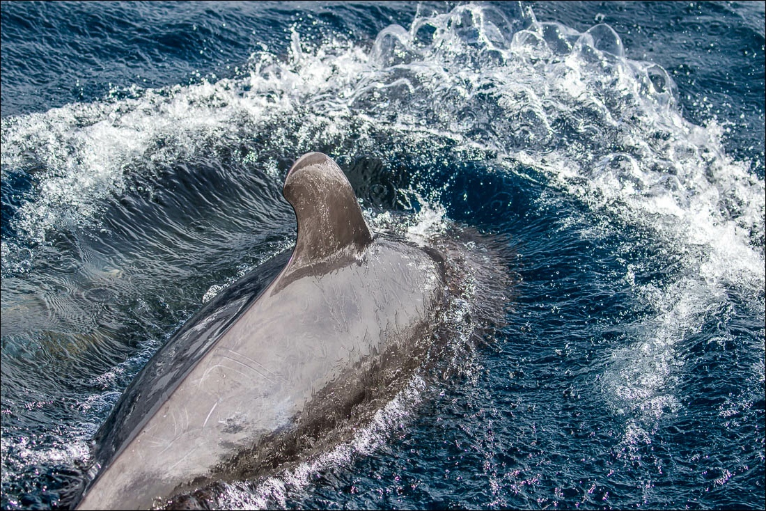 pilot whale, La Gomera
