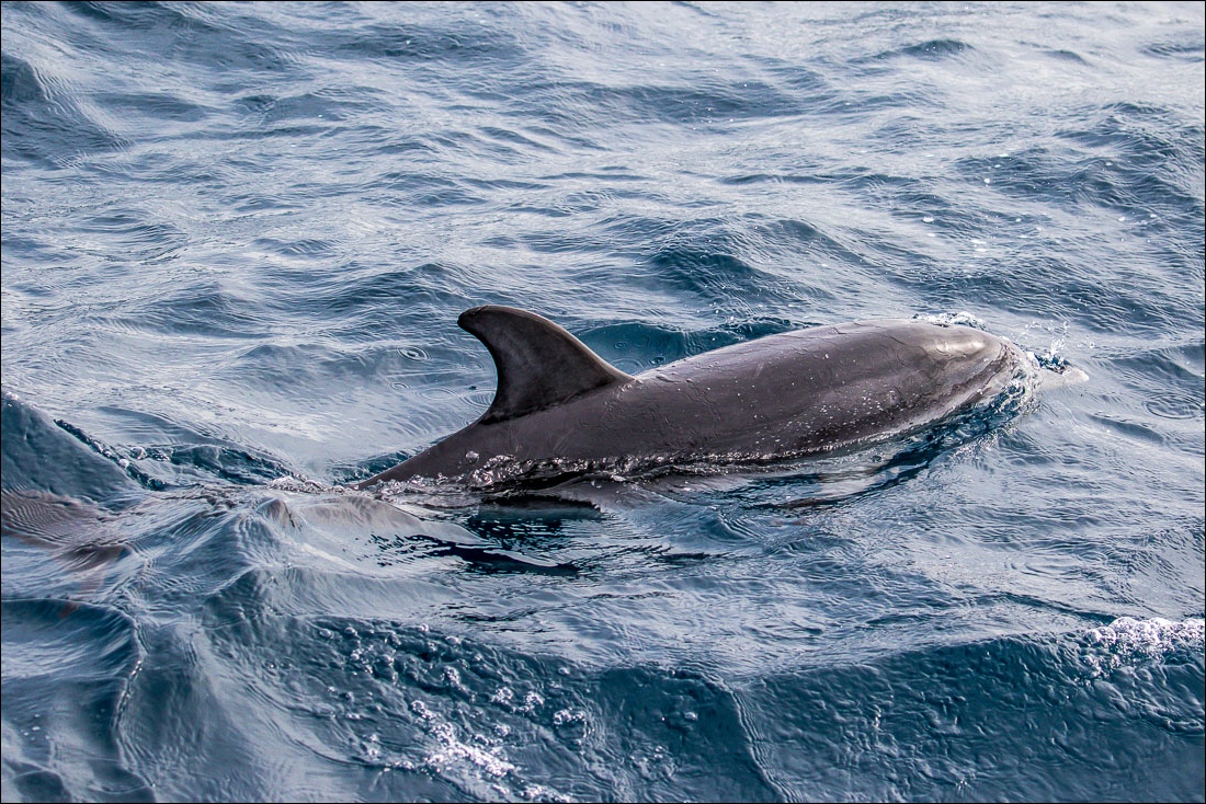 Atlantic Spotted Dolphin, La Gomera
