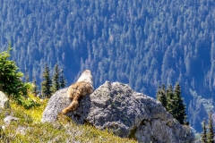 Marmot