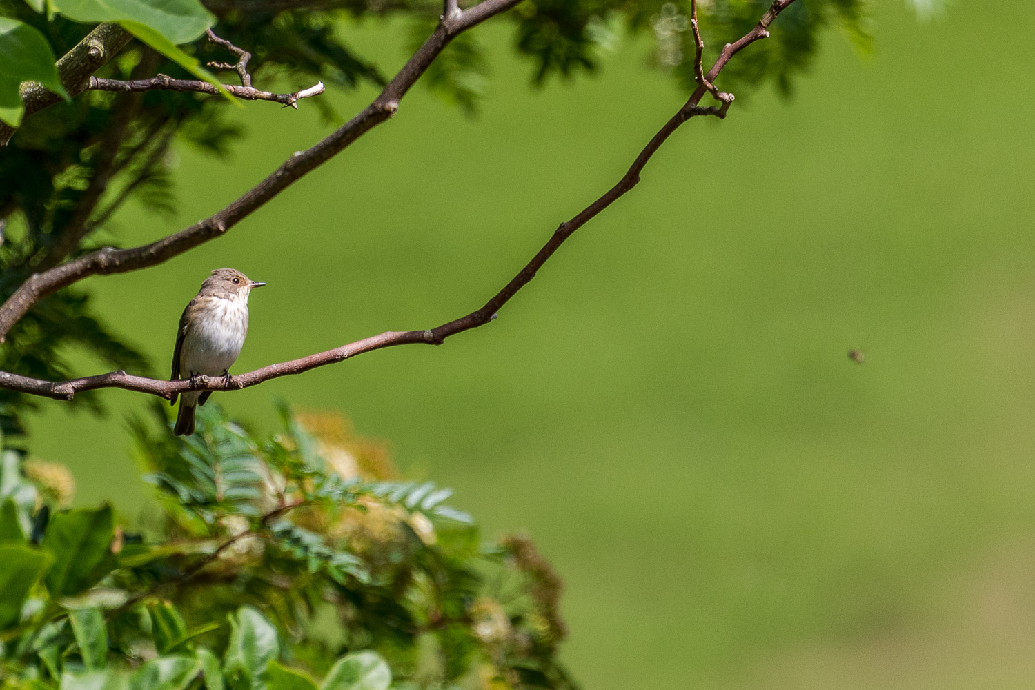 spotted flycatcher Lake District
