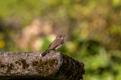 spotted flycatcher Lake District