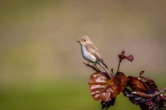 spotted flycatcher Lake District