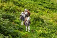 Herdwick sheep