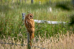 Tawny owl