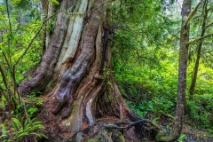 Wild Pacific Trail, Ancient Cedars