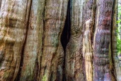 Culturally modified tree