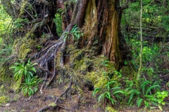 Wild Pacific Trail, Ancient Cedars