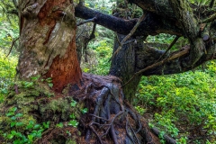 Wild Pacific Trail