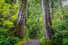 Wild Pacific Trail, Ancient Cedars