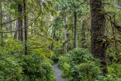 Wild Pacific Trail, Ancient Cedars