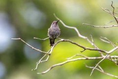 Hummingbird