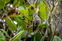 Hummingbird