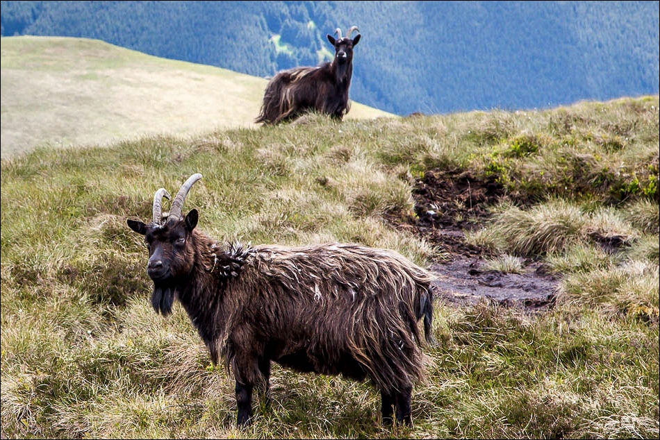 Cheviot goat, Windy Gyle Cheviot goat, Windy Gyle