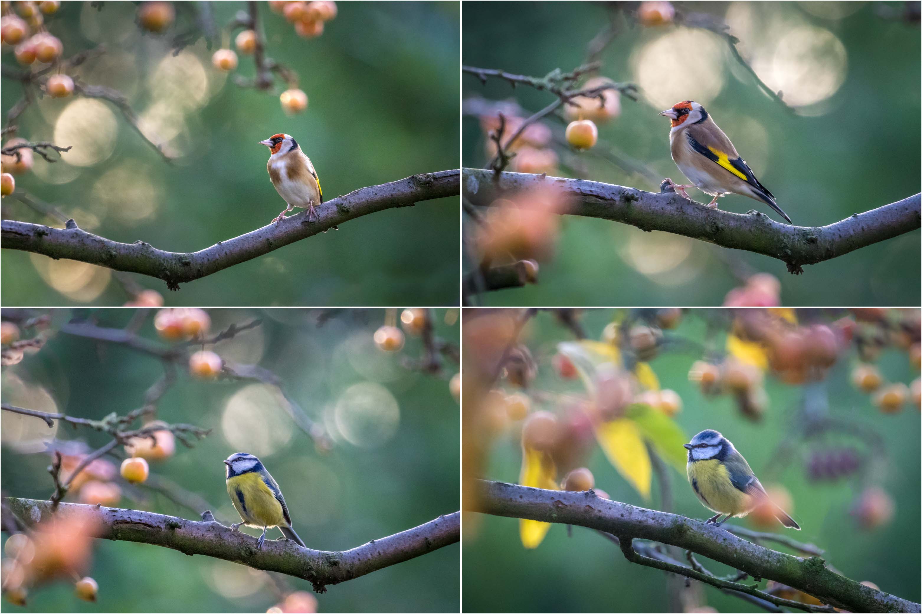 Goldfinch, blue tit