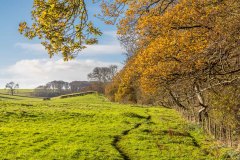 Wold Newton walk, Beesby Wood, Wanderlust Way