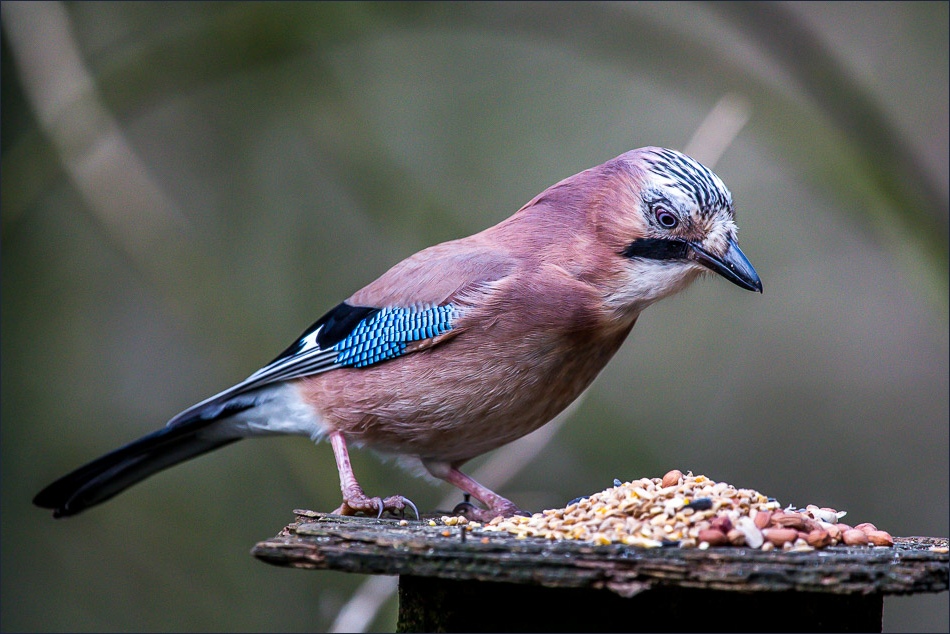 Jay, Birdwatchers car park in Forge Valley