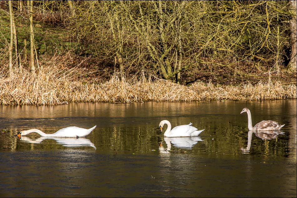 Swans, Londesborough Park