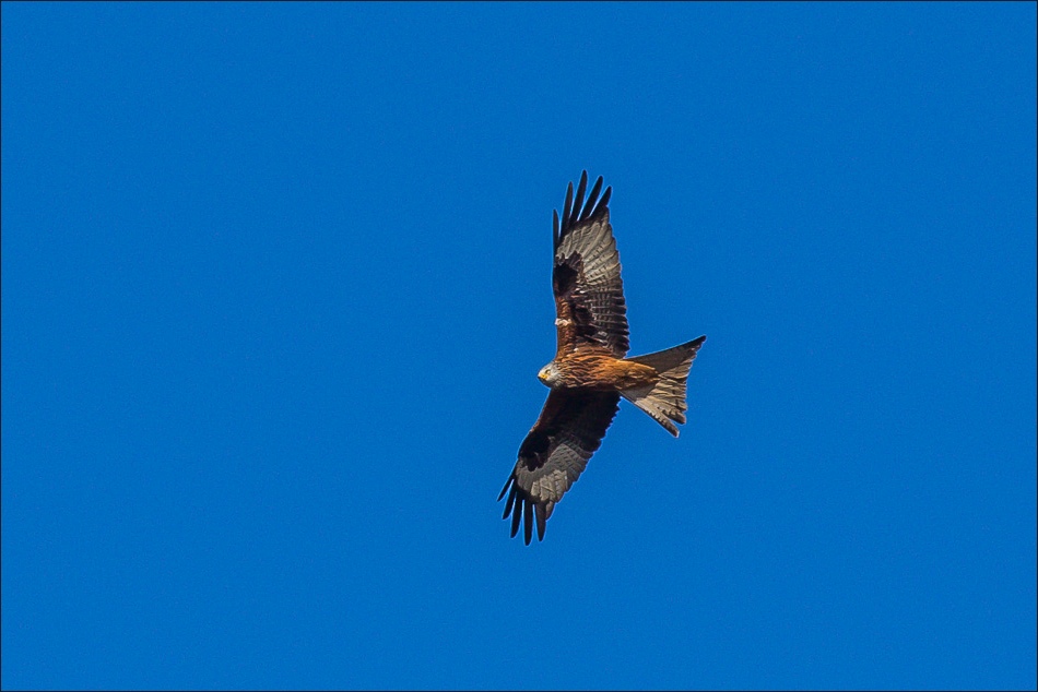 red kite Yorkshire Wolds
