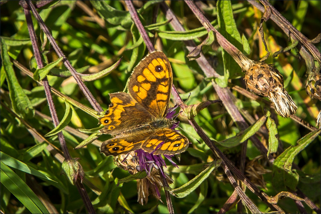 wall brown butterfly