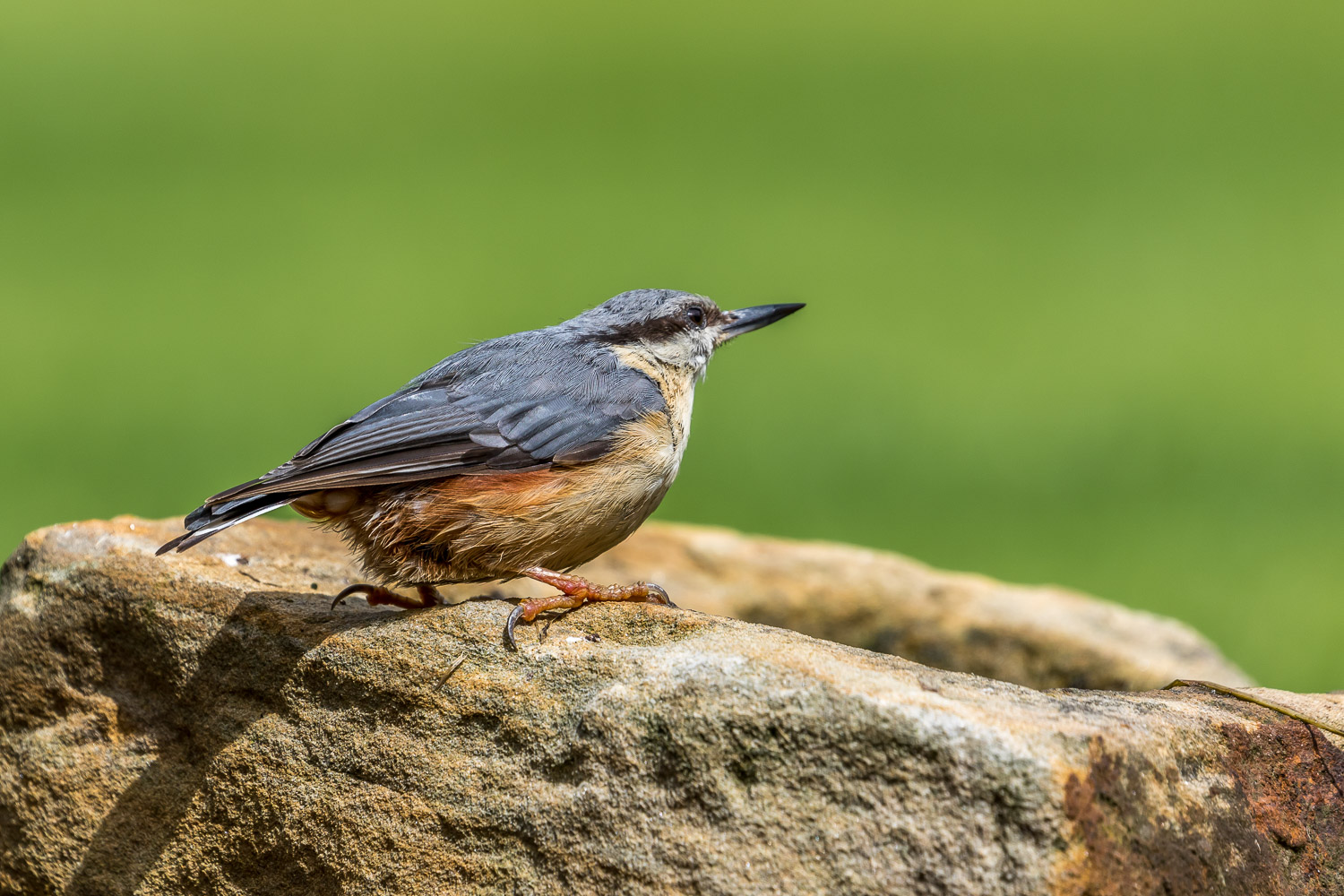 Nuthatch Lake District