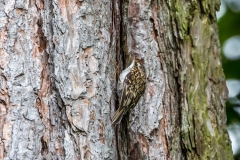 Treecreeper Lake District
