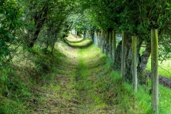Wythop walk Lake District, Seacross Lonning