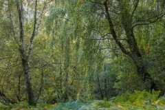 Dobbin Wood