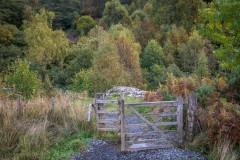 Aira Force woodland