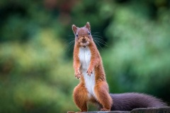 Red squirrel