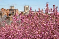York Minster, blossom
