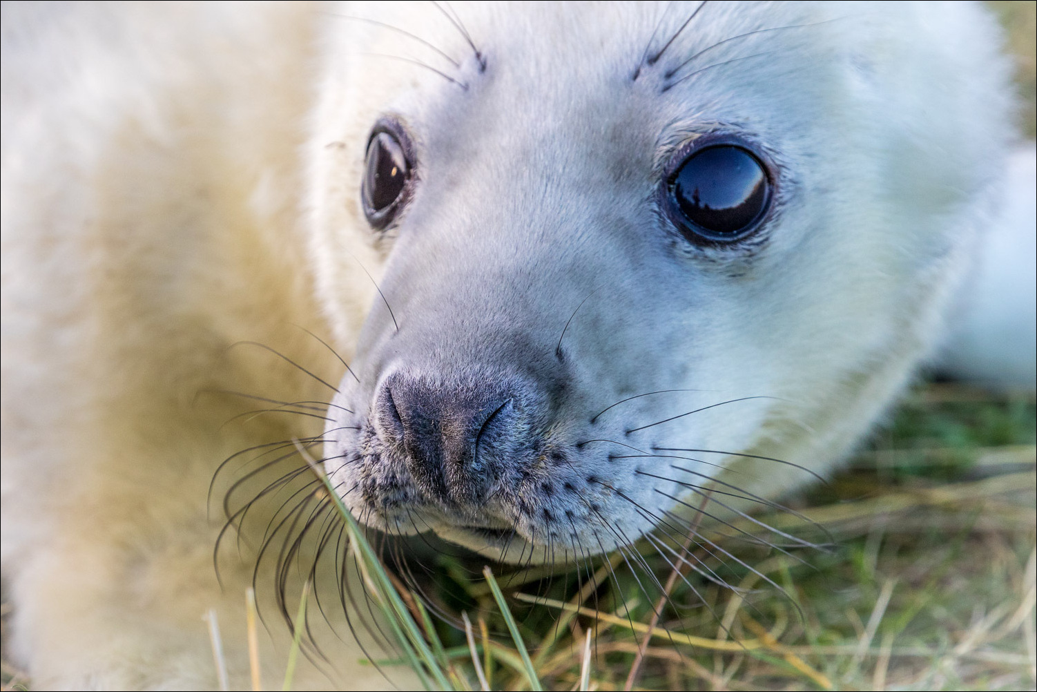 Seal at Donna Nook