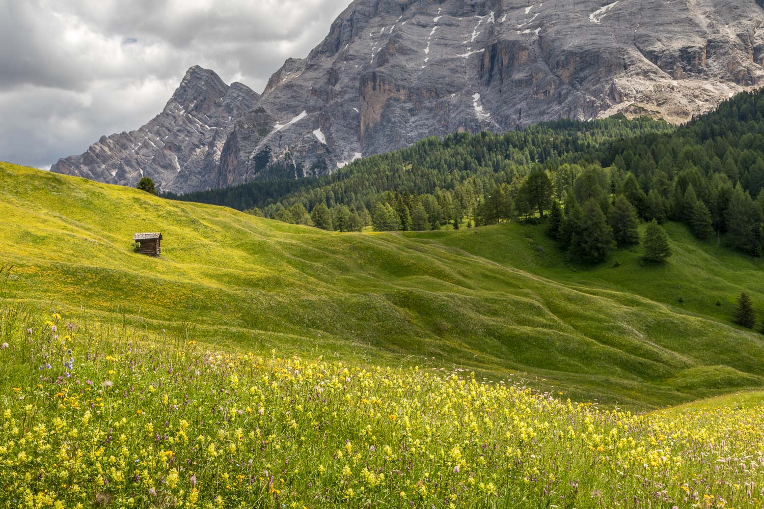 Top 10 Wildflower Walks