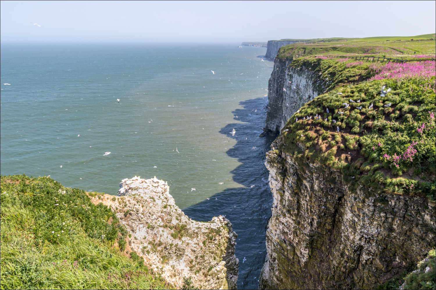 Bempton Cliffs