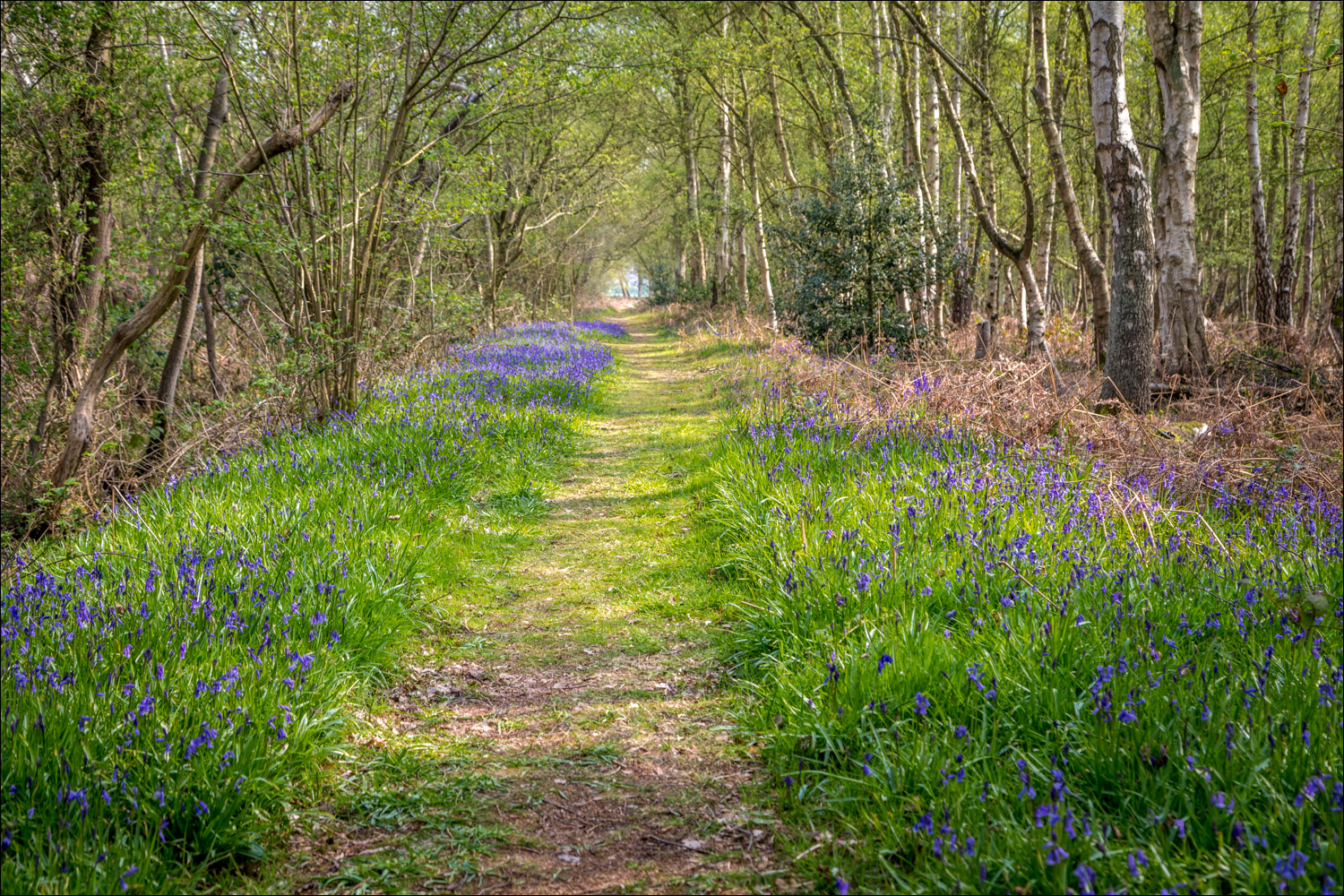 North Cliffe Wood