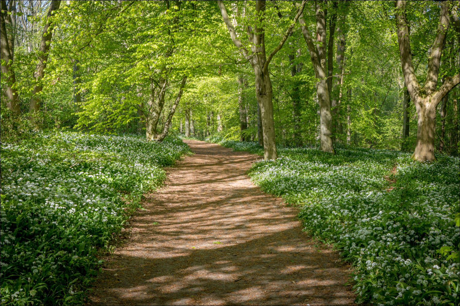Nut Wood