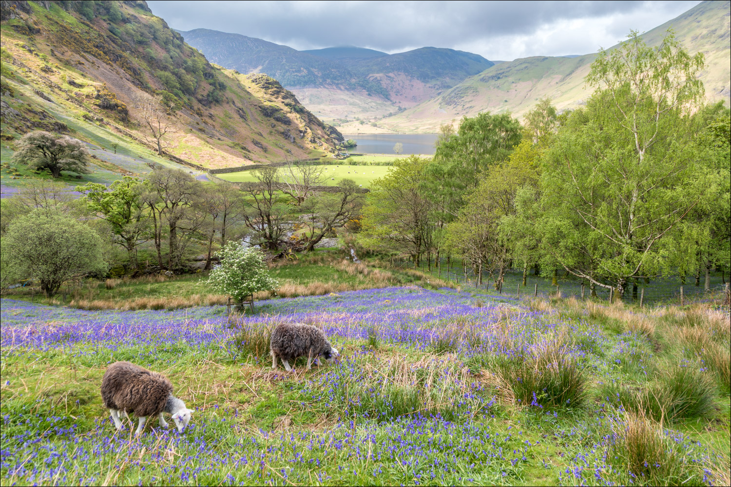 Rannerdale bluebells